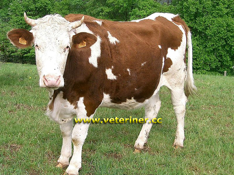 Montbeliard Sığır ırkı ( www.veteriner.cc )