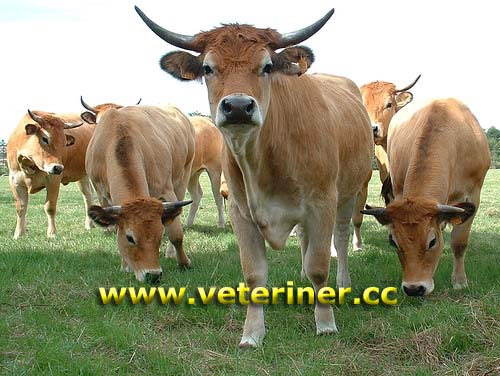 Parthenaise Sığır ırkı ( www.veteriner.cc )