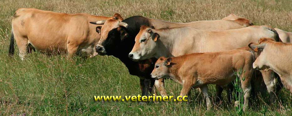 Parthenaise Sığır ırkı ( www.veteriner.cc )
