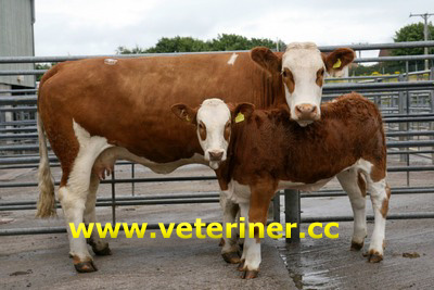 Sarı Alaca (Simental) Sığır ırkı ( www.veteriner.cc )
