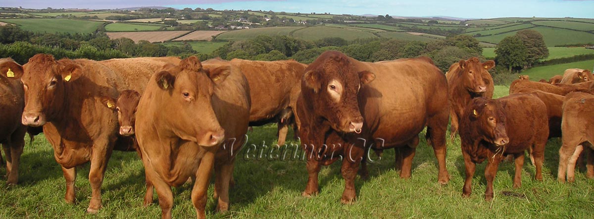South Devon Sığır ırkı ( www.veteriner.cc )