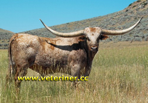 Texas Longhorn Sığır ırkı ( www.veteriner.cc )