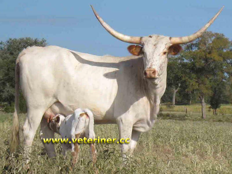 Texas Longhorn Sığır ırkı ( www.veteriner.cc )