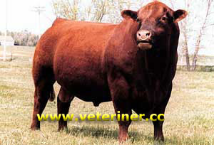 Angus (Aberden) Sığır ırkı ( www.veteriner.cc )
