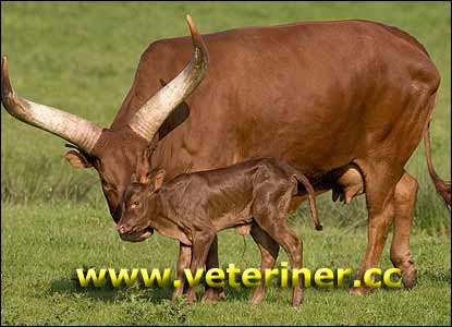 Ankole Sığır ırkı ( www.veteriner.cc )