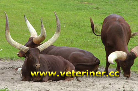 Ankole Sığır ırkı ( www.veteriner.cc )