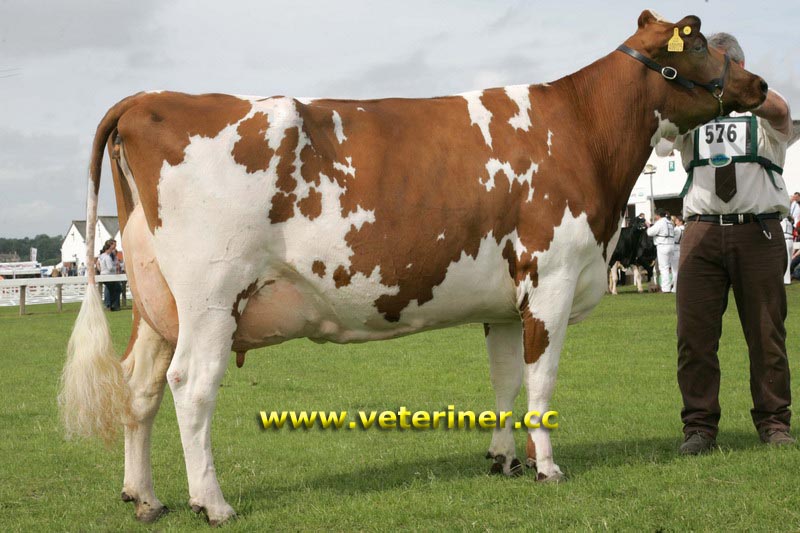 Ayrshire Sığır ırkı ( www.veteriner.cc )