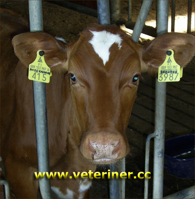 Ayrshire Sığır ırkı ( www.veteriner.cc )