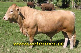 Beefalo Sığır ırkı ( www.veteriner.cc )
