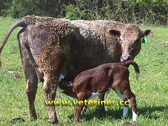 Beefalo Sığır ırkı ( www.veteriner.cc )