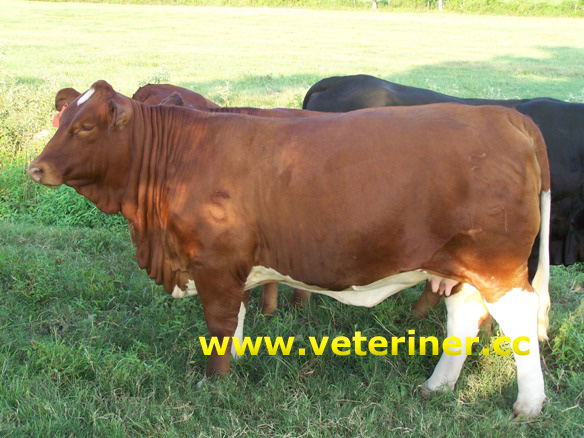 Beefmaster Sığır ırkı ( www.veteriner.cc )