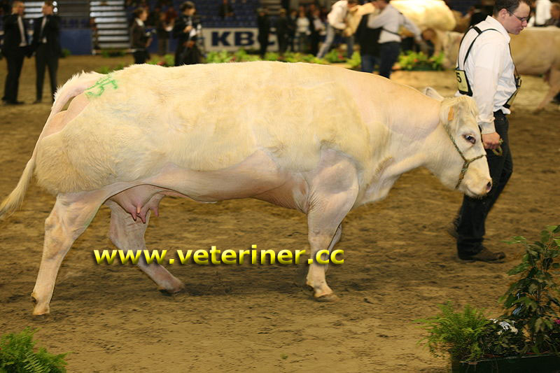 Belçika Mavisi Sığır ırkı ( www.veteriner.cc )