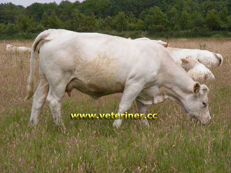 Blonde d'Aquitaine Sığır ırkı ( www.veteriner.cc )