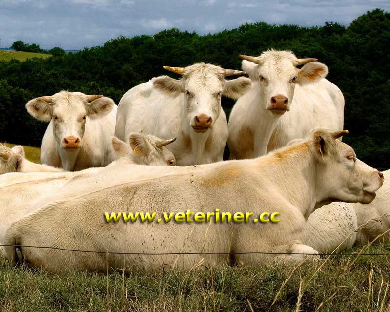 Blonde d'Aquitaine Sığır ırkı ( www.veteriner.cc )