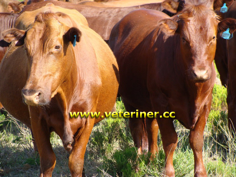 Bonsmara Sığır ırkı ( www.veteriner.cc )