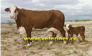 Braford Sığır ırkı ( www.veteriner.cc )