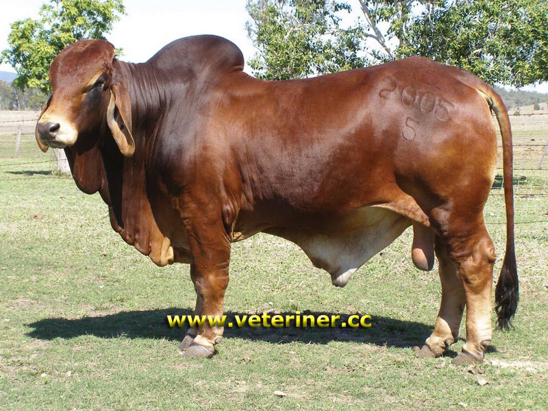 Brahman Sığır ırkı ( www.veteriner.cc )