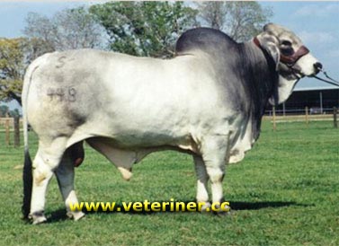 Brahman Sığır ırkı ( www.veteriner.cc )