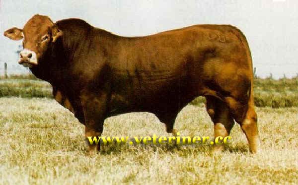 Brahmousin sığır ırkı (www.veteriner.cc)