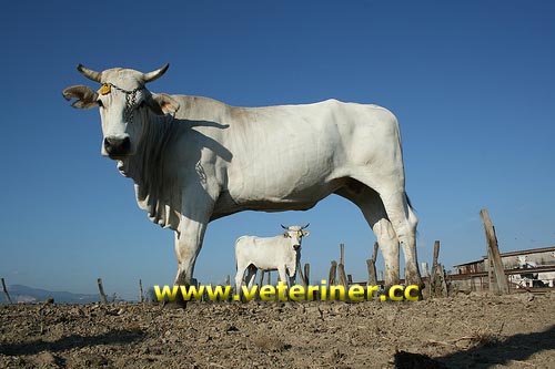 Chianina Sığır ırkı ( www.veteriner.cc )