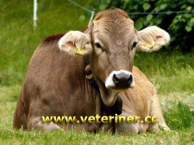 Esmer (Montofon - Brown Swiss) Sığırı ( www.veteriner.cc )