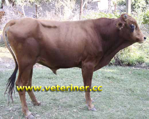 Güney Anadolu Kırmızısı ( GAK ) Sığırı ( www.veteriner.cc )