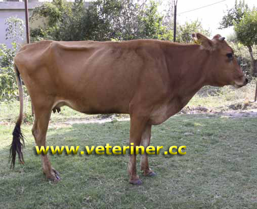 Güney Anadolu Kırmızısı ( GAK ) Sığırı ( www.veteriner.cc )
