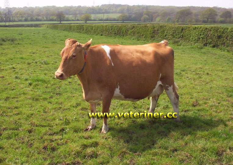 Guernsey Sığır ırkı ( www.veteriner.cc )