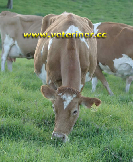 Guernsey Sığır ırkı ( www.veteriner.cc )