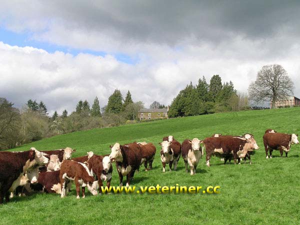 Hereford Sığır ırkı ( www.veteriner.cc )