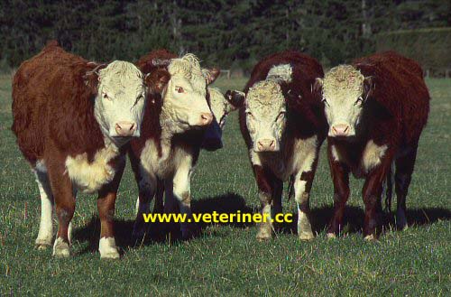 Hereford Sığır ırkı ( www.veteriner.cc )