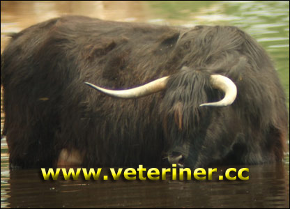 Highlander Sığır ırkı ( www.veteriner.cc )
