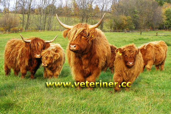 Highlander Sığır ırkı ( www.veteriner.cc )