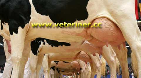 Siyah Beyaz Alaca (Holstein) Sığırı ( www.veteriner.cc )