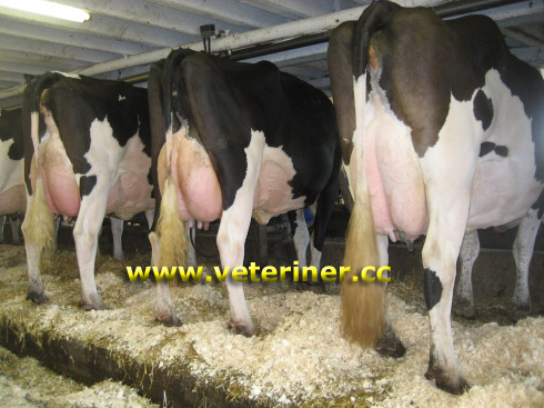 Siyah Beyaz Alaca (Holstein) Sığırı ( www.veteriner.cc )
