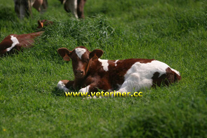 Maine Anjou Sığır ırkı ( www.veteriner.cc )