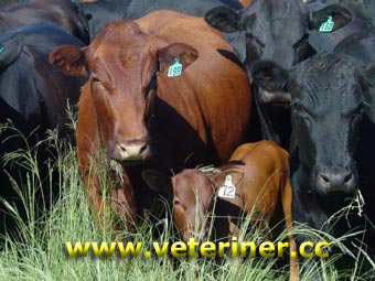 Mashona Sığır ırkı ( www.veteriner.cc )