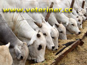 Nelore Sığır ırkı ( www.veteriner.cc )
