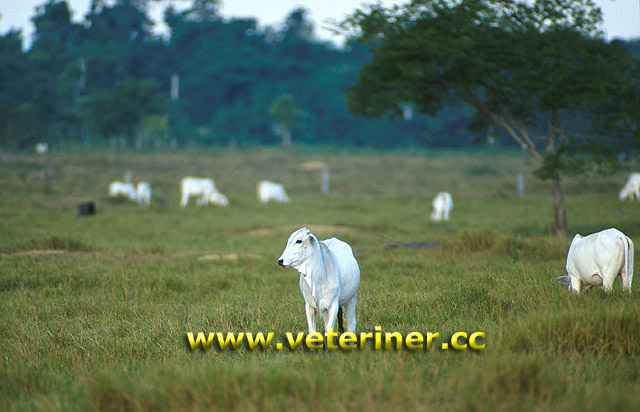 Nelore Sığır ırkı ( www.veteriner.cc )