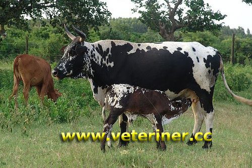 Nguni Sığır ırkı ( www.veteriner.cc)