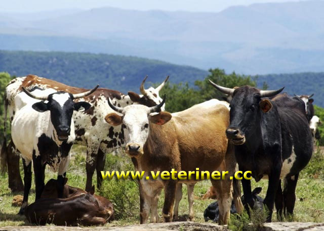 Nguni Sığır ırkı ( www.veteriner.cc)