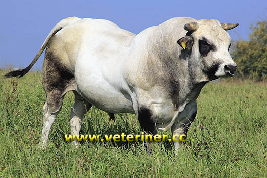 Piedmentosa (Piemonteser) Sığır ırkı ( www.veteriner.cc)