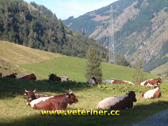 Pinzgauer Sığır ırkı ( www.veteriner.cc )