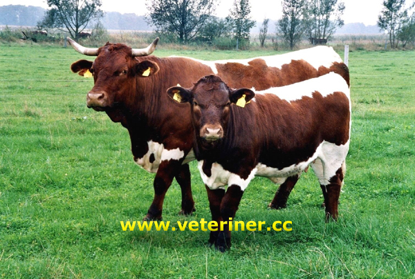 Pinzgauer Sığır ırkı ( www.veteriner.cc )