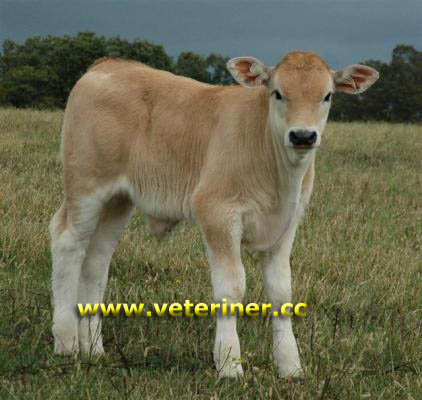 Romagnola Sığır ırkı ( www.veteriner.cc )
