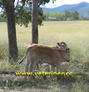 Romagnola Sığır ırkı ( www.veteriner.cc )