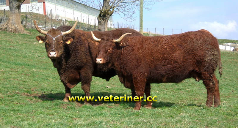Salers Sığır ırkı ( www.veteriner.cc )