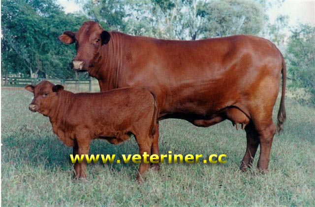 Santa Gertrudis Sığır ırkı ( www.veteriner.cc )