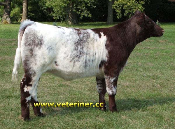 Shorthorn Sığır ırkı ( www.veteriner.cc )