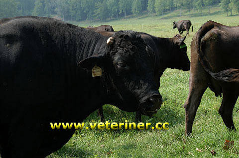 Wagyu Sığır ırkı ( www.veteriner.cc )